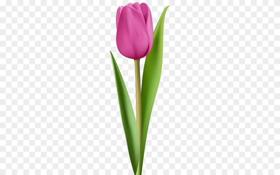 Pink Tulip Clip Art Image Flowers Tulips Pink, Flower, Plant Png