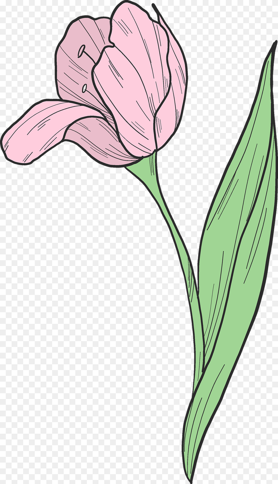 Pink Tulip Clipart, Flower, Plant, Art, Petal Free Transparent Png