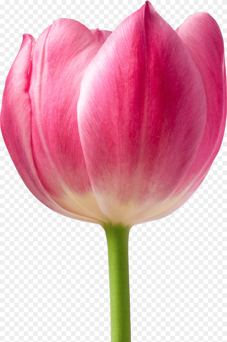 Pink Tulip Flower U2013 For Free Tulip Of Flowers, Electronics, Electrical Device, Microphone, Headphones Png