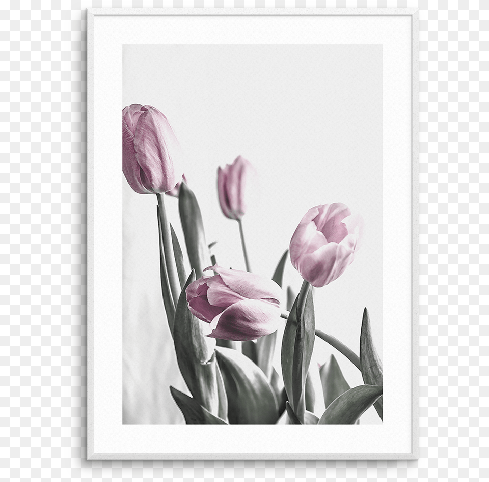 Pink Tulip Illustration No Iii Tulip, Flower, Plant, Flower Arrangement, Petal Free Png Download