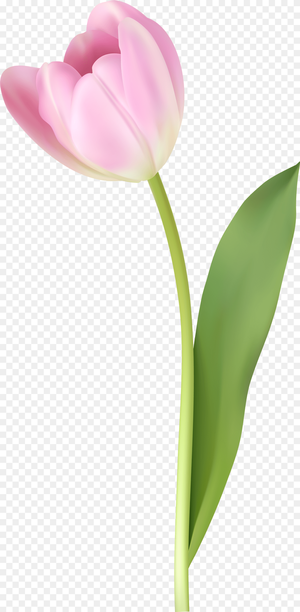 Pink Tulip Image Pink Tulip, Flower, Plant, Petal Free Png