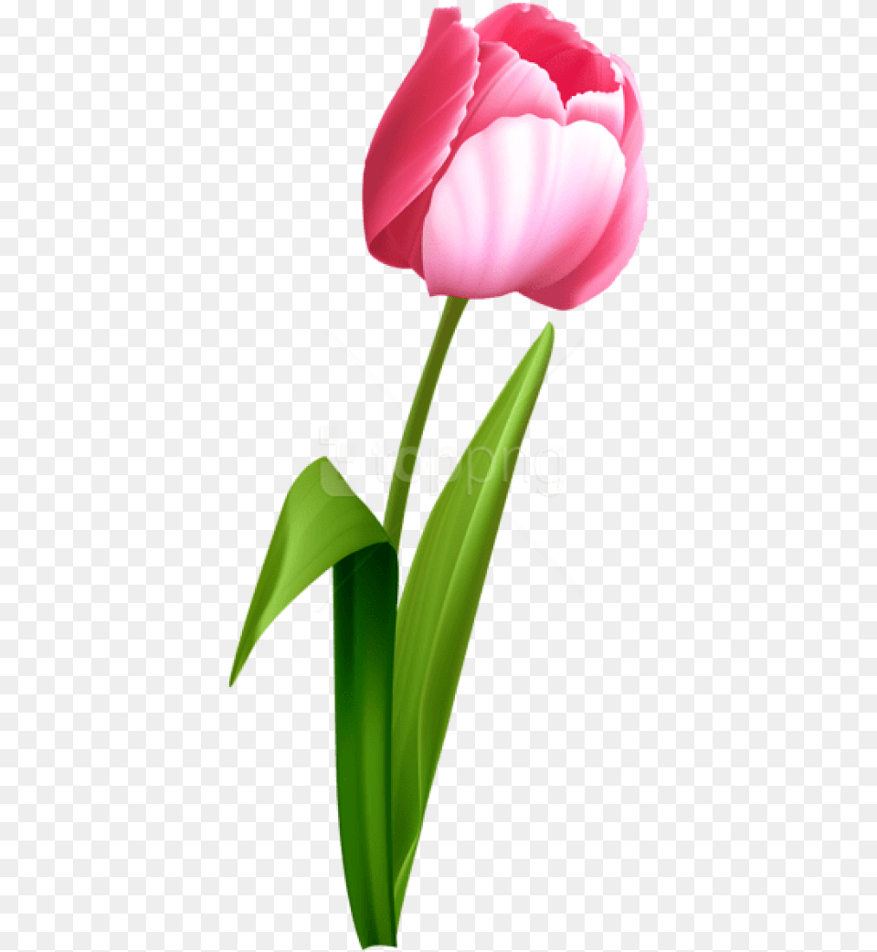 Pink Tulip Images Pink Tulips Transparent Background, Flower, Plant, Rose Png