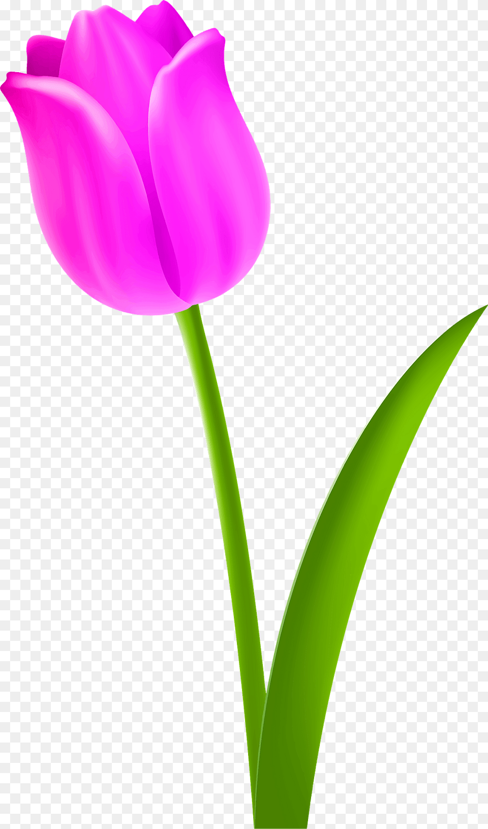 Pink Tulip On The Stem Clipart, Flower, Plant Png Image
