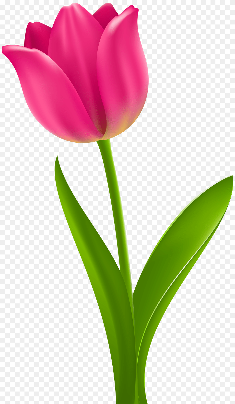 Pink Tulip Transparent Clip, Flower, Plant Png Image