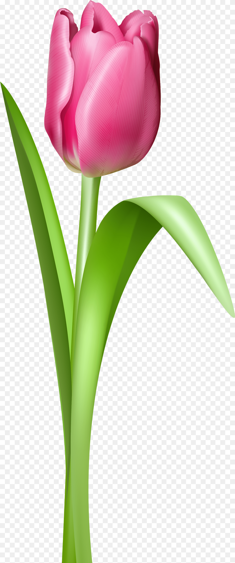 Pink Tulip Transparent Clipart Picture Tulip Flower, Plant Free Png