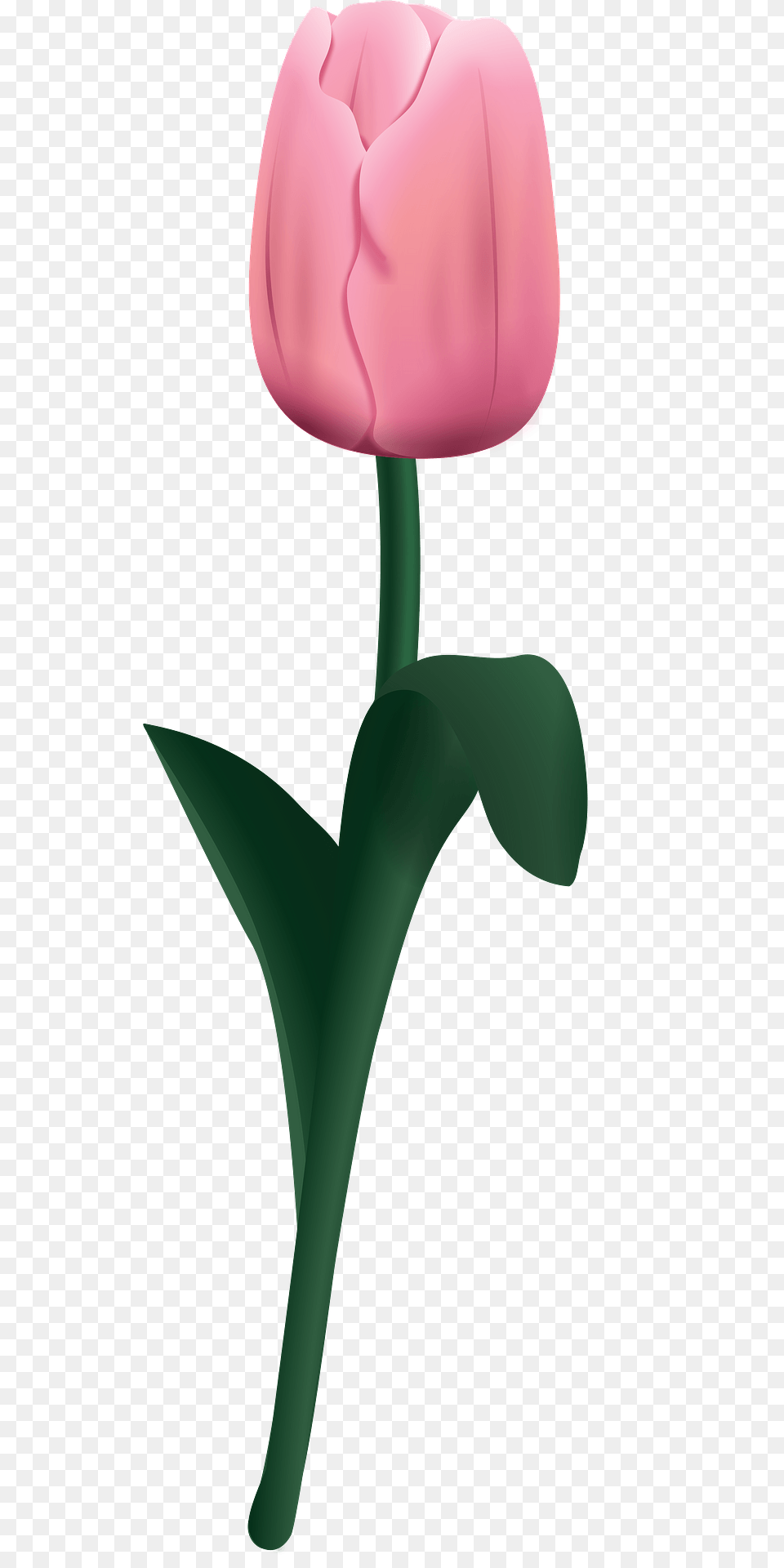 Pink Tulip With Stem Clipart, Flower, Plant Png Image