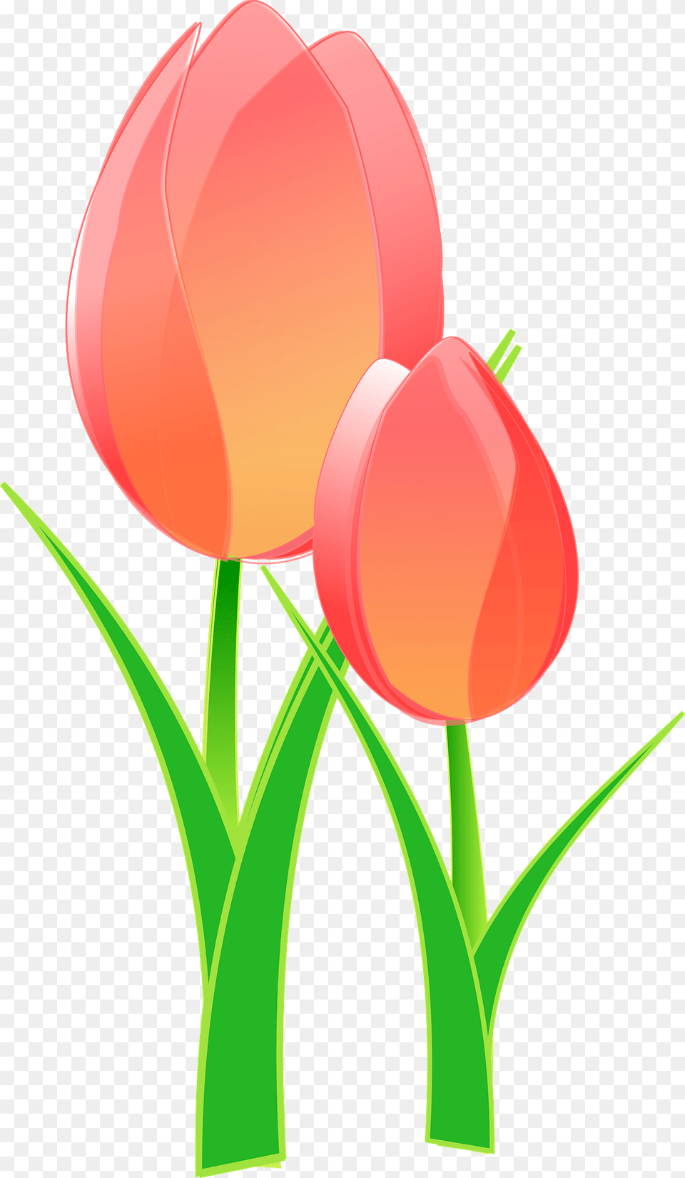 Pink Tulips Clipart, Flower, Plant, Tulip Free Png