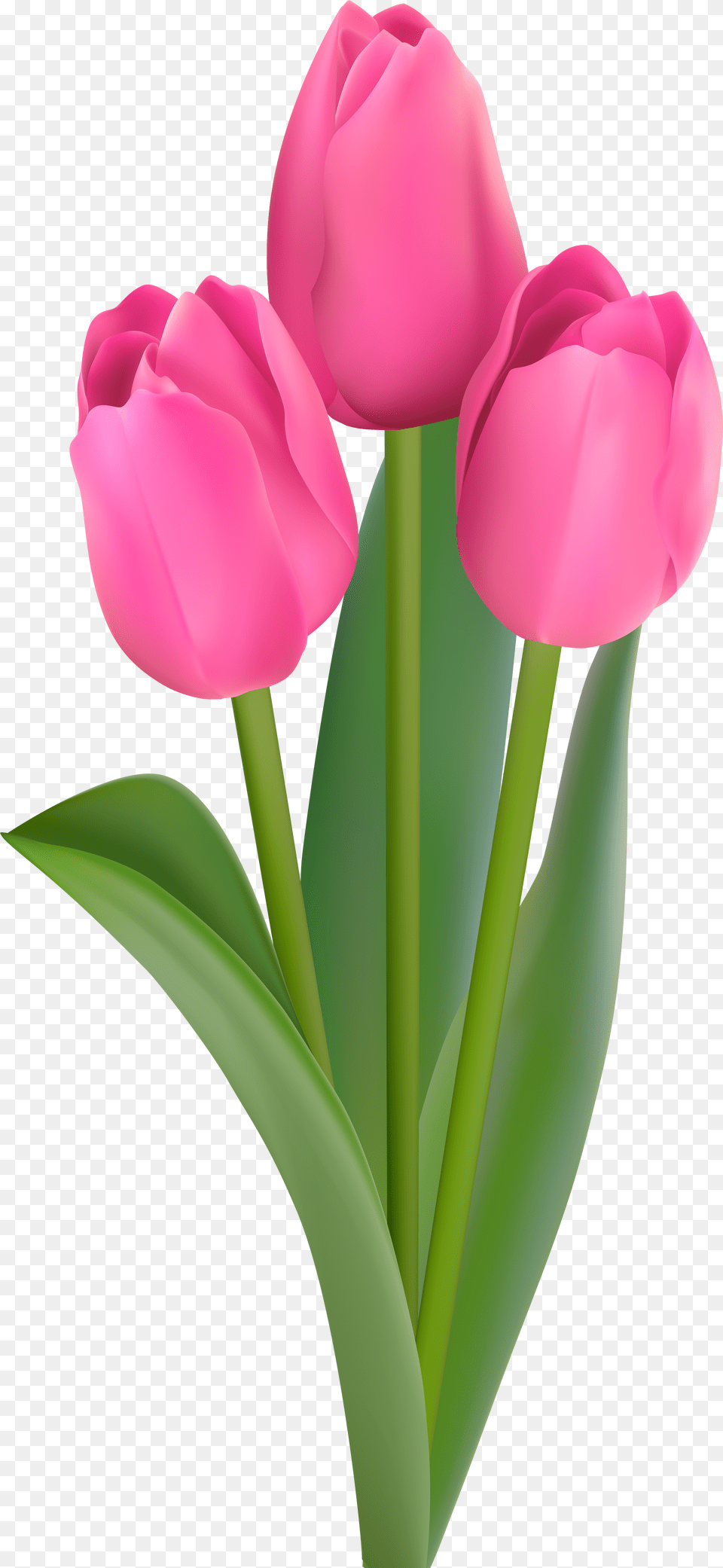 Pink Tulips Transparent Clip Art Pink Tulip Flower, Clothing, Glove, Animal, Fish Png