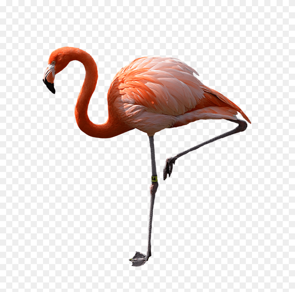Pink Tutu Image, Animal, Bird, Flamingo Png