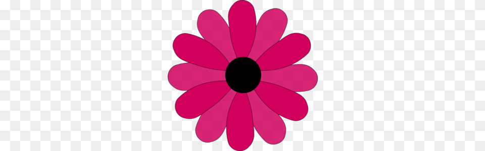 Pink Two Tone Petals Hi Free, Daisy, Flower, Plant, Petal Png Image