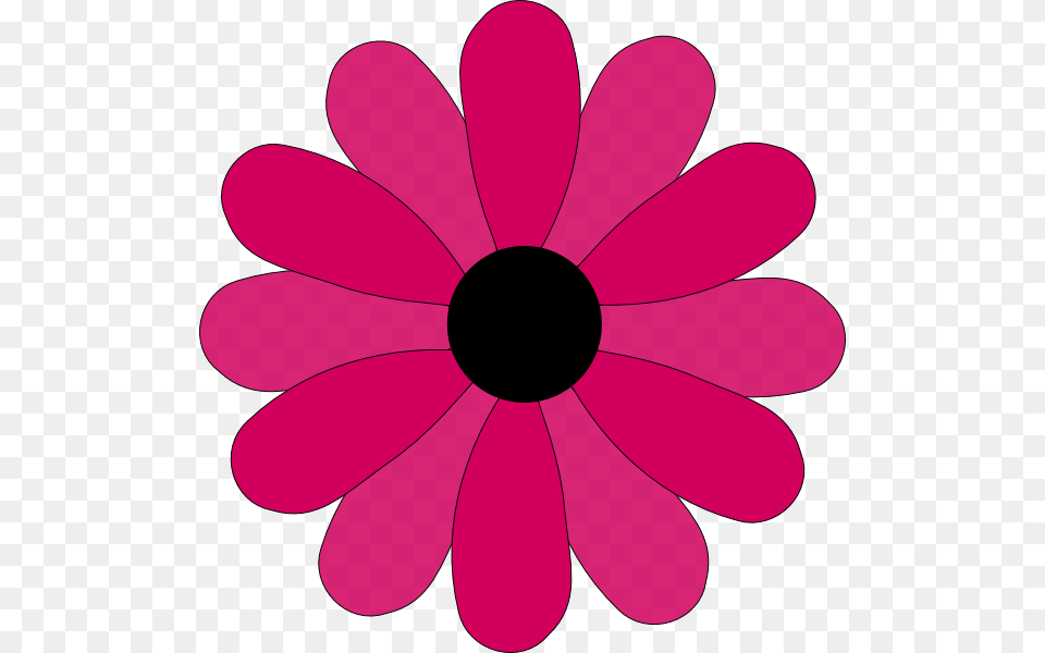 Pink Two Tone Petals Hi Images, Daisy, Flower, Petal, Plant Png Image