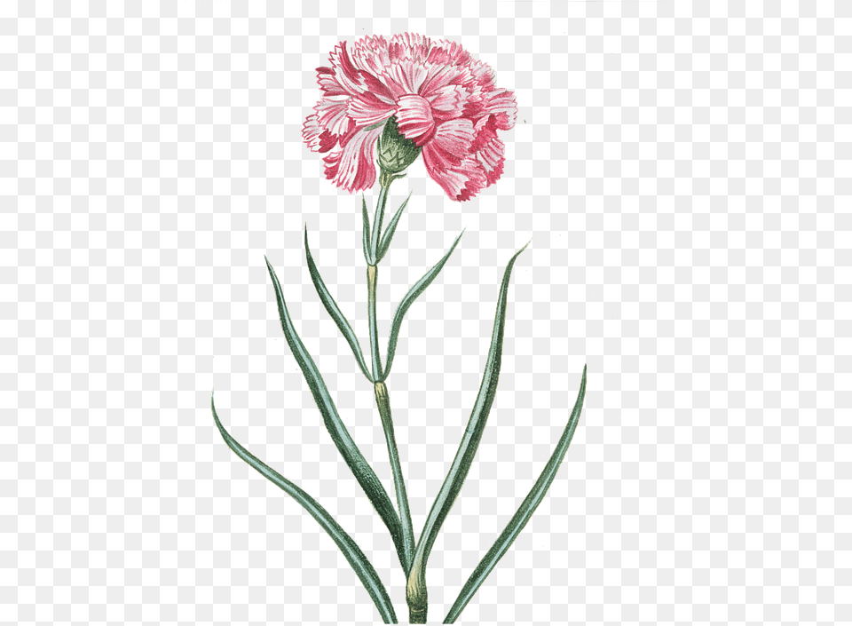 Pink Vintage Flowers, Carnation, Flower, Plant Free Transparent Png