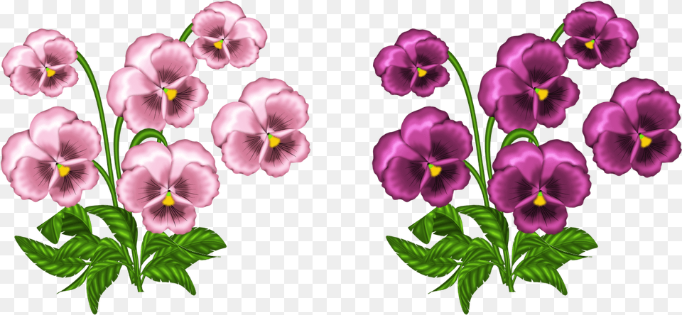 Pink Violets Clipart Images African Violet, Flower, Plant, Geranium, Pansy Png Image