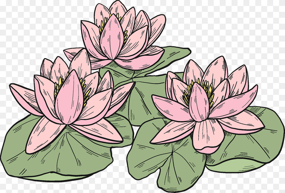 Pink Water Lilies Clipart, Flower, Plant, Lily, Art Free Png