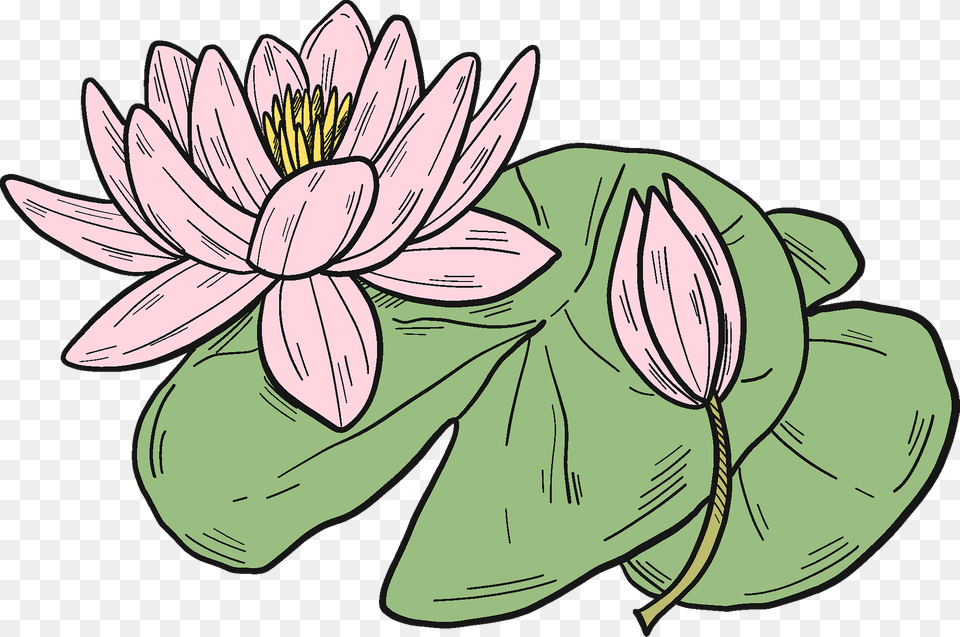 Pink Water Lily Clipart, Flower, Plant, Pond Lily, Art Png