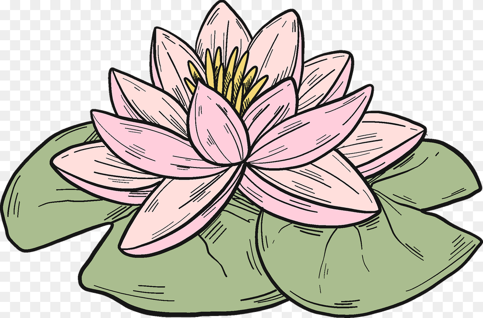 Pink Water Lily Clipart, Dahlia, Flower, Plant, Pond Lily Free Transparent Png