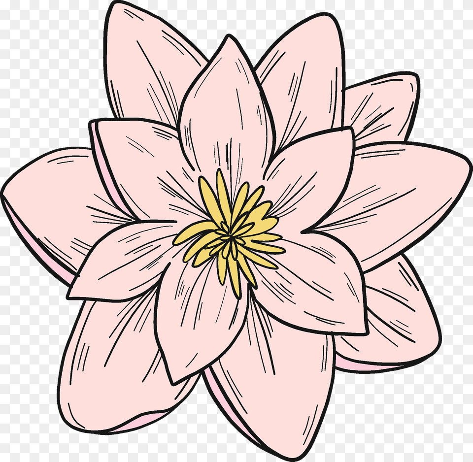 Pink Water Lily Clipart, Dahlia, Flower, Plant, Person Free Transparent Png