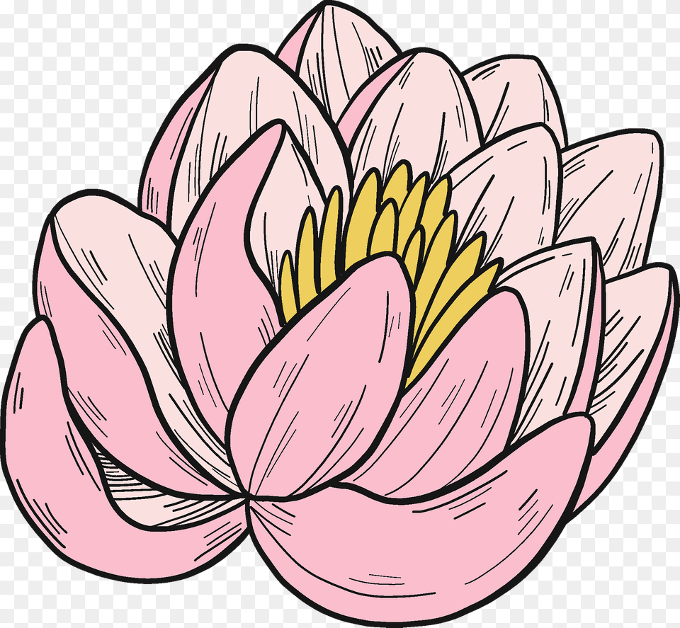 Pink Water Lily Clipart, Dahlia, Flower, Plant, Petal Png Image