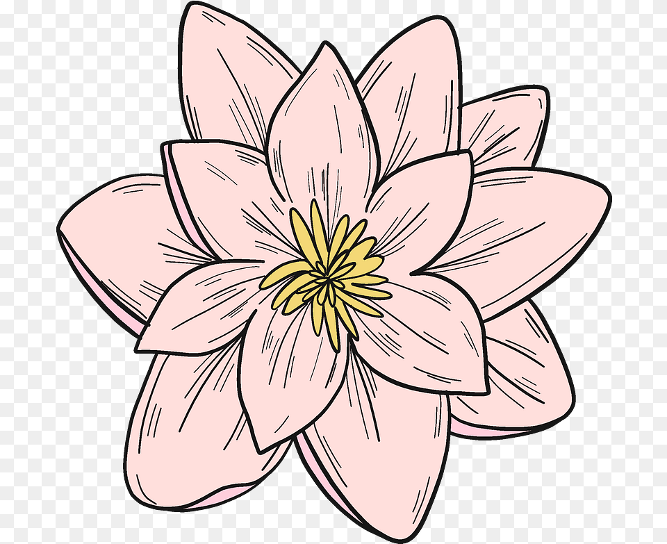 Pink Water Lily Clipart Download Sacred Lotus, Dahlia, Flower, Plant, Person Free Transparent Png