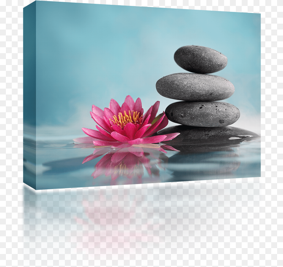Pink Water Lily Stones Lotus Flower Pic Best, Pebble, Plant, Pond Lily Free Png