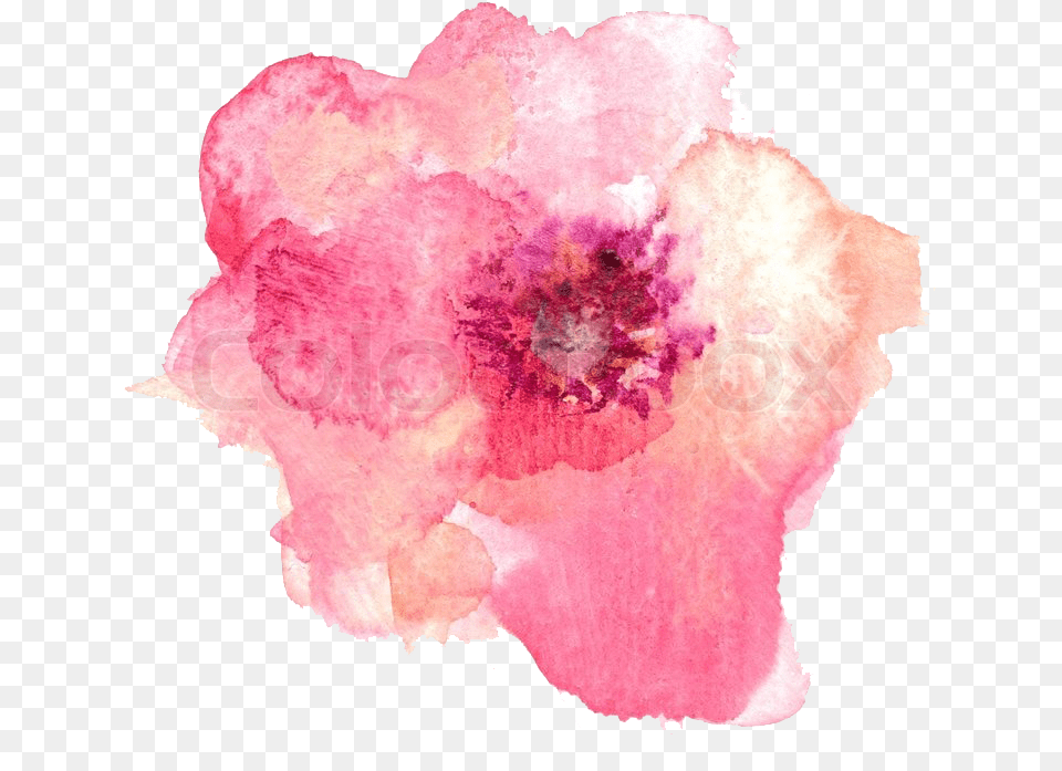 Pink Watercolor Background Flower Pink Watercolor Background Flower, Petal, Plant, Rose, Anemone Png