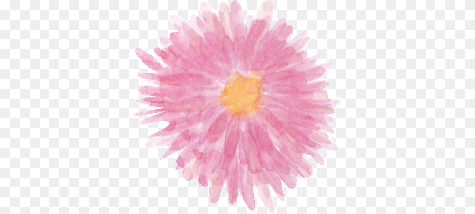 Pink Watercolor Clipart Chrysanths, Dahlia, Daisy, Flower, Petal Free Png