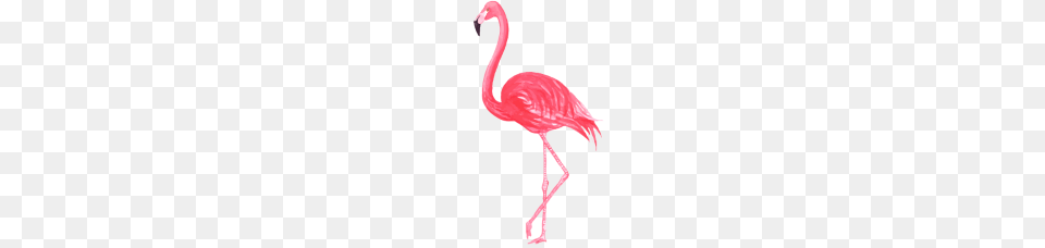 Pink Watercolor Flamingo, Animal, Bird Png