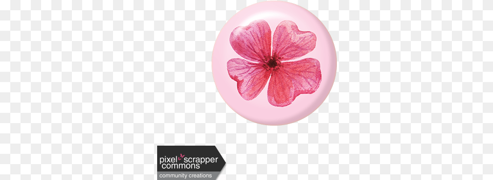 Pink Watercolor Flower Brad Graphic By Robin Sampson Pixel Periwinkle, Petal, Plant, Geranium Free Transparent Png