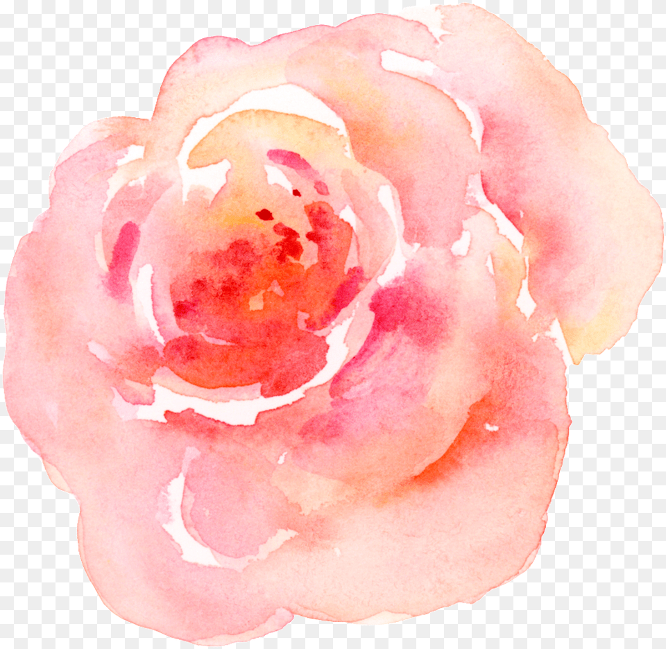 Pink Watercolor Flower Transparent Garden Roses, Petal, Plant, Rose Free Png Download