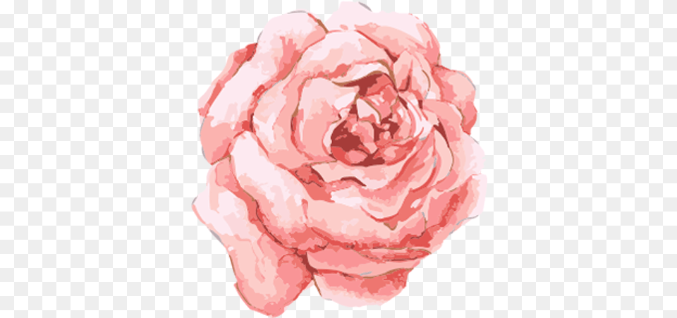 Pink Watercolor Flowers, Flower, Plant, Rose, Carnation Png Image