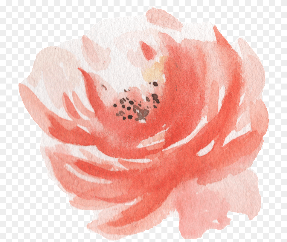 Pink Watercolor Hand Painted Flowers Transparent Watercolor Paint, Flower, Petal, Plant, Rose Png Image
