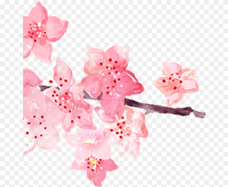 Pink Watercolor Painting Hand Painted Handpainted Blossoms Watercolor Painting, Cherry Blossom, Flower, Plant Png