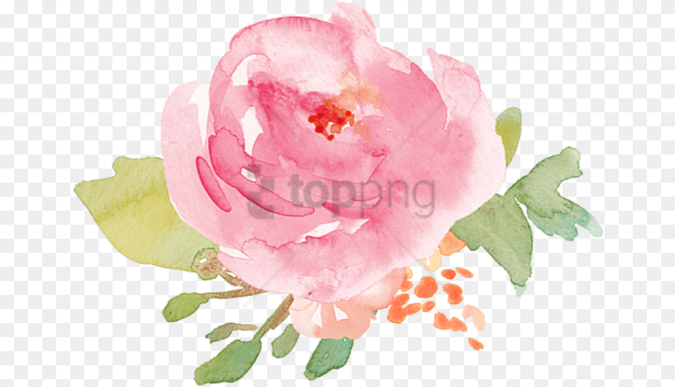 Pink Watercolor Roses, Flower, Petal, Plant, Rose Png Image