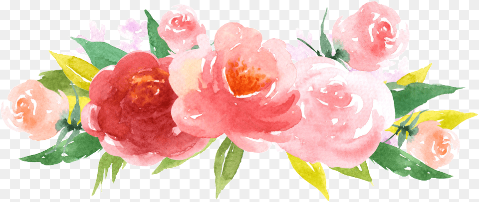 Pink Watercolor Roses Picture Evergreen Rose, Flower, Plant, Food, Fruit Free Transparent Png