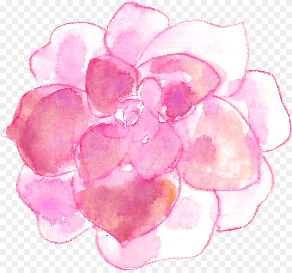 Pink Watercolor Succulents, Flower, Geranium, Petal, Plant Png