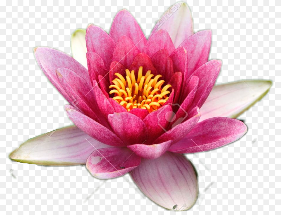 Pink White Lotus Flower Go Save Freetoedit Lotusflo National Flower Of India, Lily, Petal, Plant, Dahlia Png