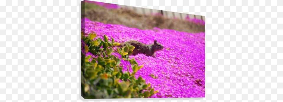Pink Wild Flowers On A Hill With A Squirrel Canvas Magenta Flowers In Hill, Flower, Petal, Plant, Purple Png