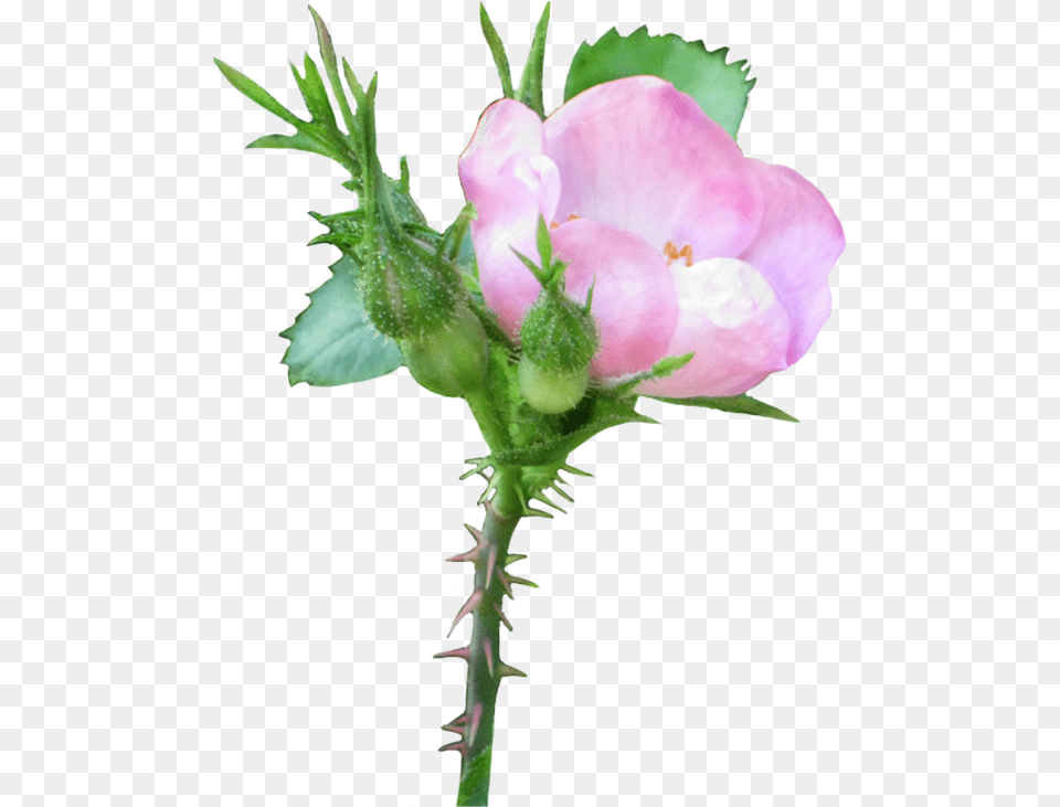 Pink Wild Rose Clip Art Transparent Background Wild Rose, Flower, Geranium, Plant, Bud Free Png Download