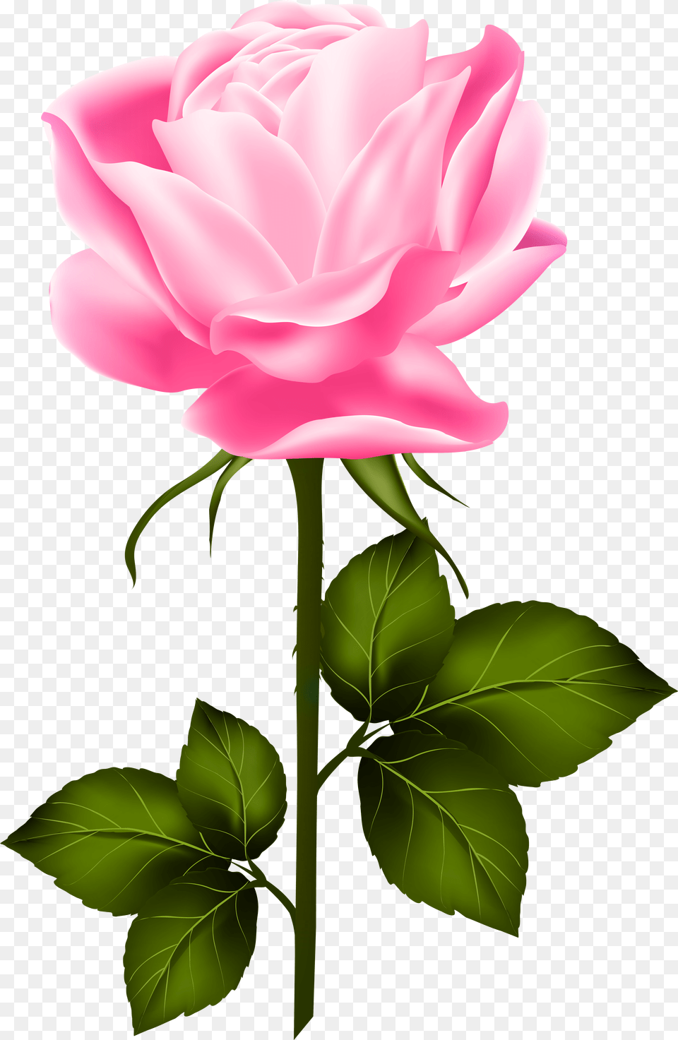 Pink With Stem Purple Rose With Stem Free Png