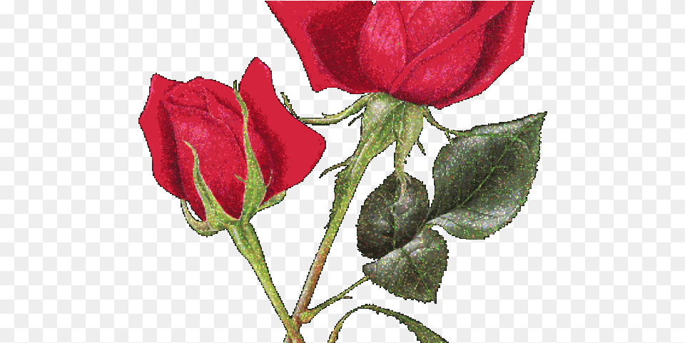 Pink X Clip Joyeux Anniversaire Avec Chat Noir, Flower, Plant, Rose, Leaf Free Png Download