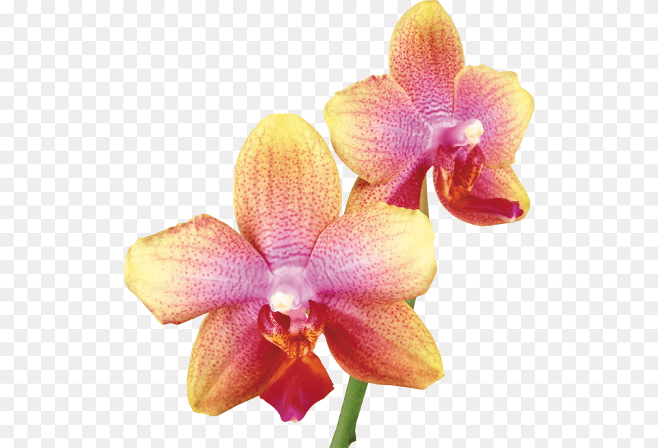 Pink Yellow Orchid, Flower, Plant Png Image