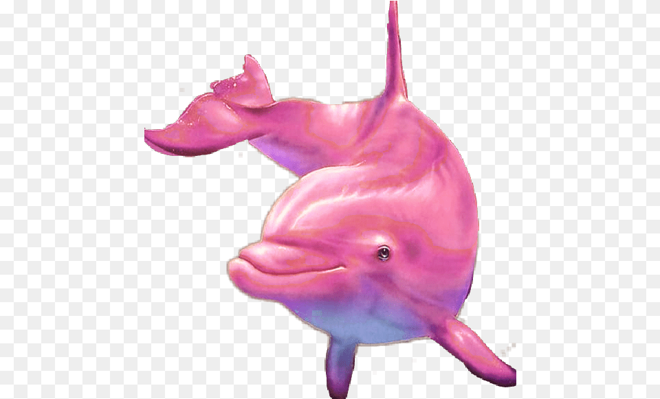 Pinkdolphin Dolphin Fish Pink Pink Common Bottlenose Dolphin, Animal, Mammal, Sea Life, Shark Png