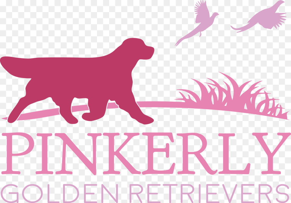 Pinkerly Golden Retrievers Guard Dog, Animal, Bird, Canine, Mammal Png