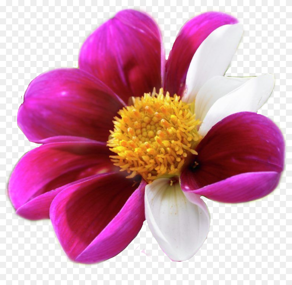 Pinkflower Pinkandwhite Flowers By Sadna2018 Magenta Close Up, Anther, Dahlia, Daisy, Flower Free Png Download