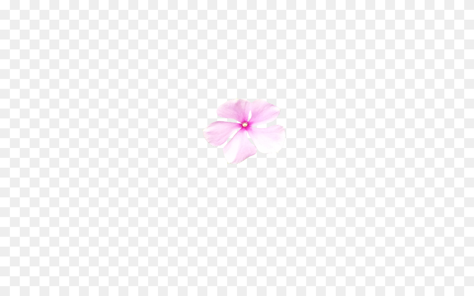 Pinkflowercut, Flower, Geranium, Petal, Plant Free Transparent Png