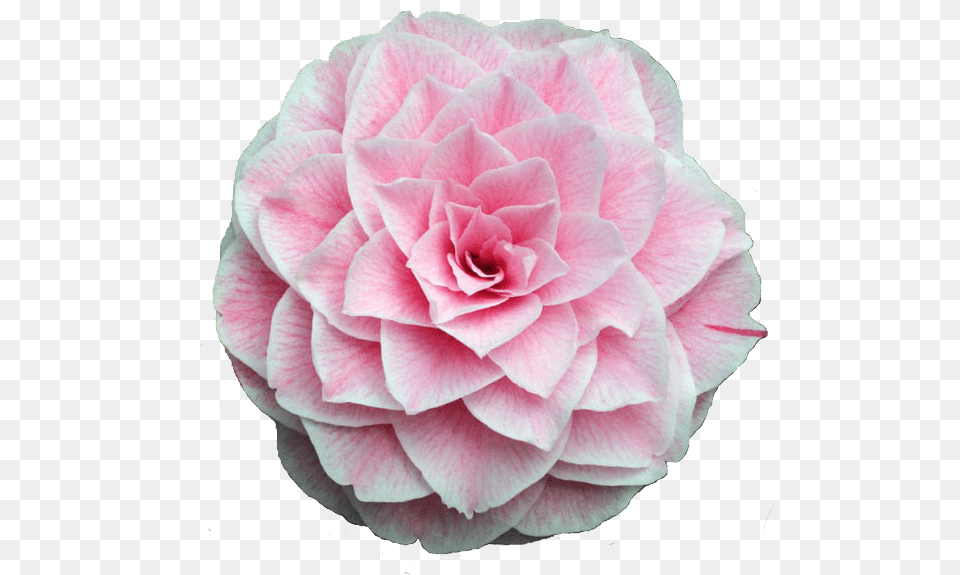 Pinkglitterflower This Is My First Time Making A Flower Camellia Flower Transparent, Dahlia, Petal, Plant, Rose Png