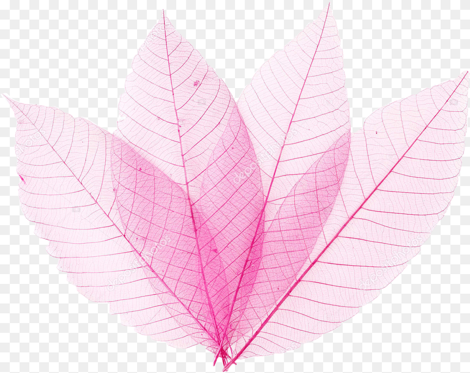 Pinkleaf Pinkleaves Leaves Sticker Hemp, Leaf, Plant, Tree, Maple Leaf Free Transparent Png