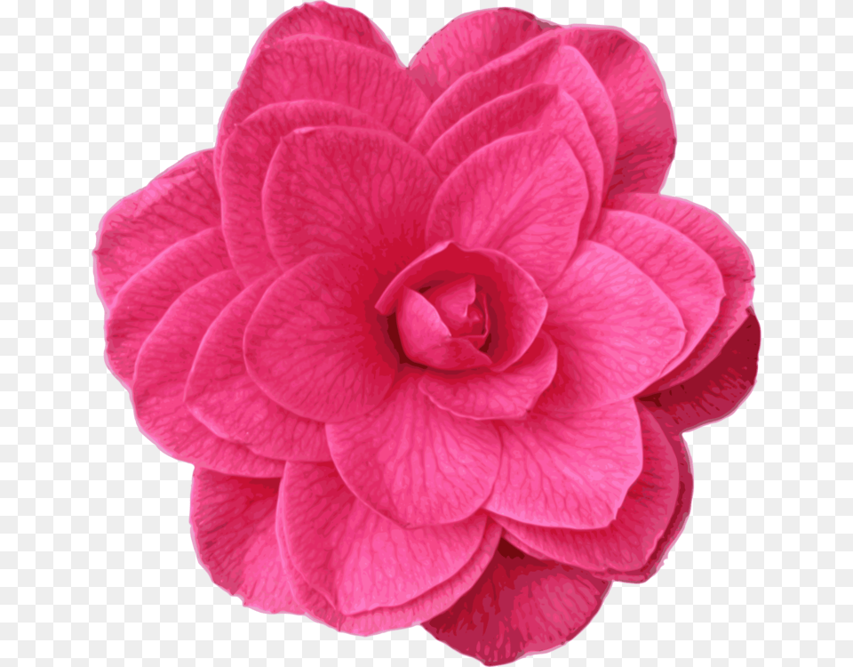 Pinkplantflower Clip Art, Dahlia, Flower, Petal, Plant Free Transparent Png