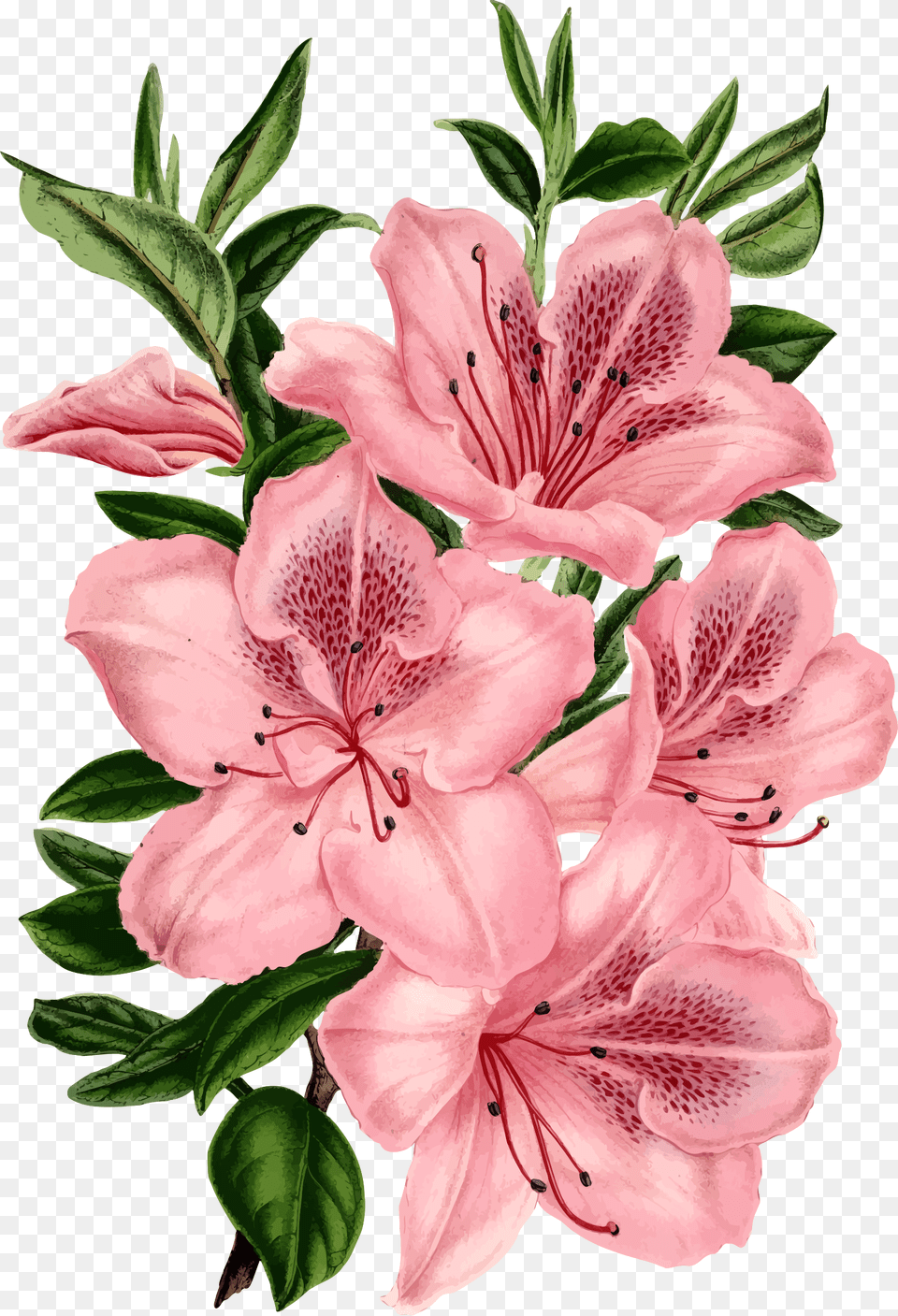 Pinkplantflower Clipart Royalty Svg Pink Flower Drawing, Plant, Rose, Geranium Free Png Download