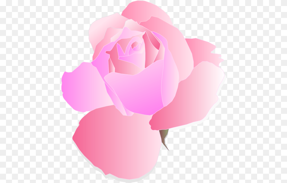 Pinkplantflower Pink Flower Background, Petal, Plant, Rose, Baby Free Png